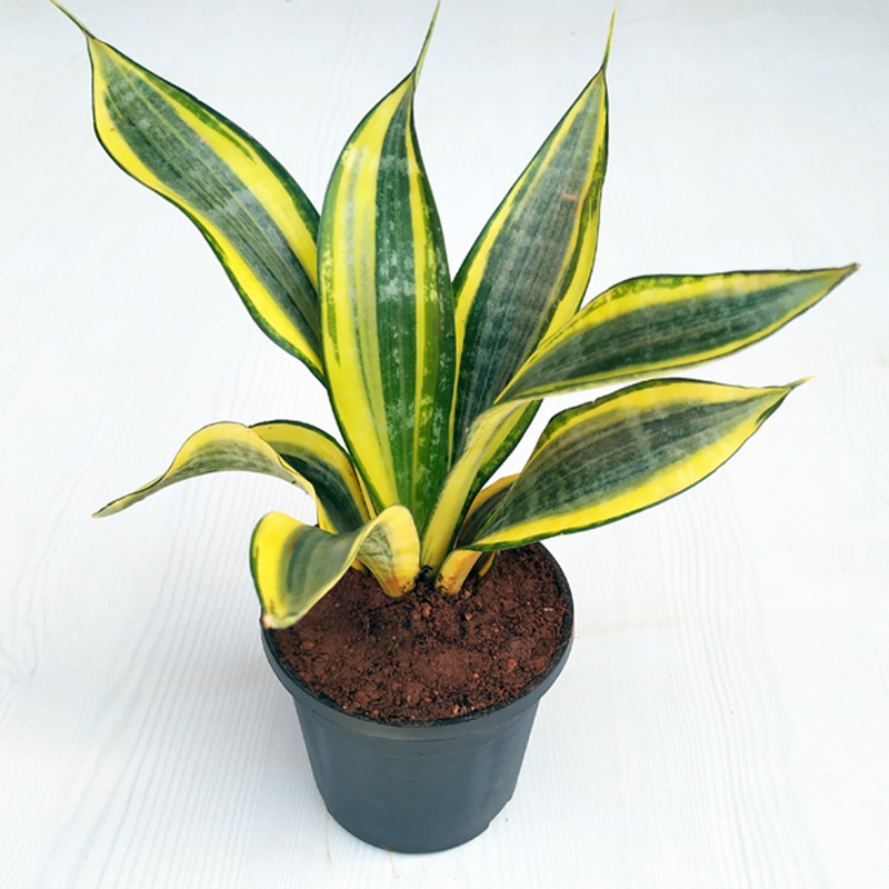 click2wish senservia plant or snkae plant Plant(Pack of 1, Herb)