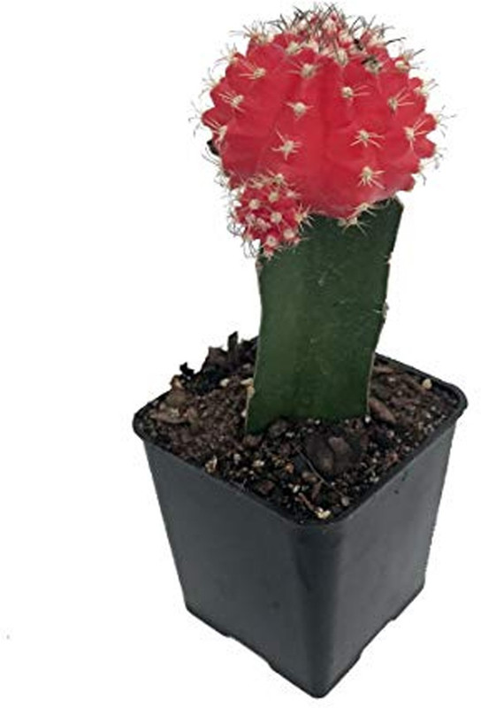 click2wish Red Moon Cactus Plant In Metal Pot Plant(Pack of 1, Herb)