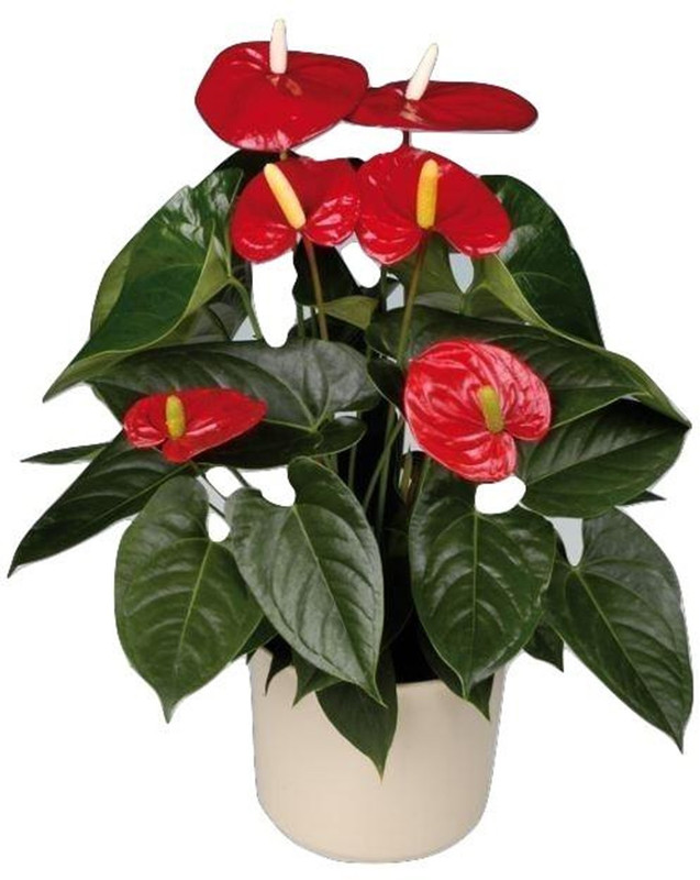 click2wish Anthurium Plant(Hybrid, Pack of 1, Flower)