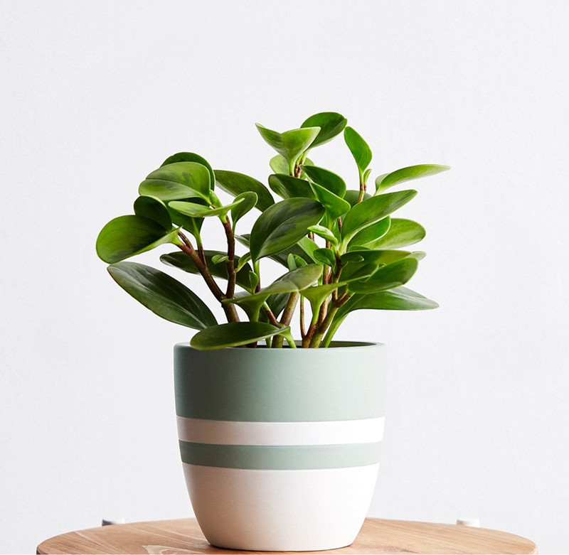 click2wish pepromia green plant hard leaves Plant(Pack of 1, Shrub)