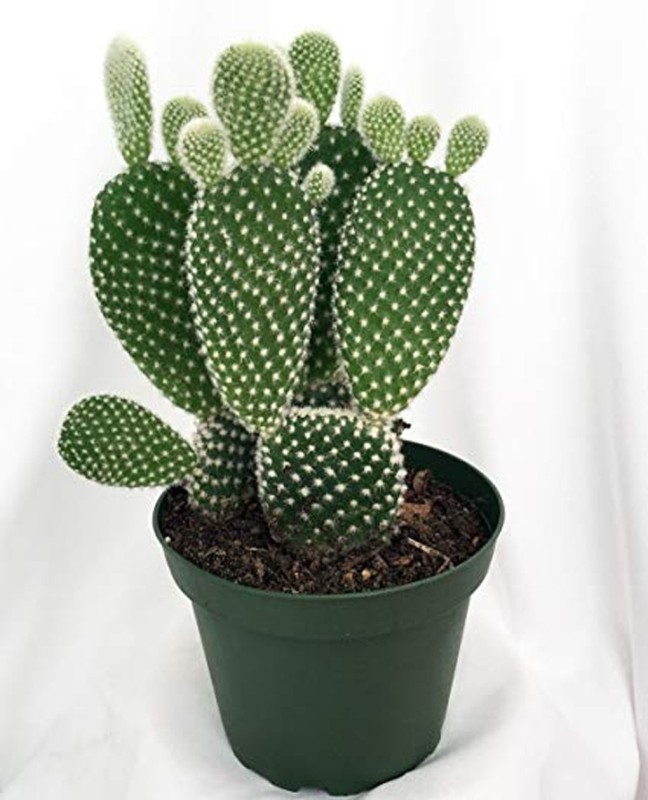 Click2wish Good Luck Nagfani Cactus Plant Prickly Pear Live Plant Plant No Pack Of 1 Succulent Buy Online In Morocco At Desertcart Ma Productid 153886649