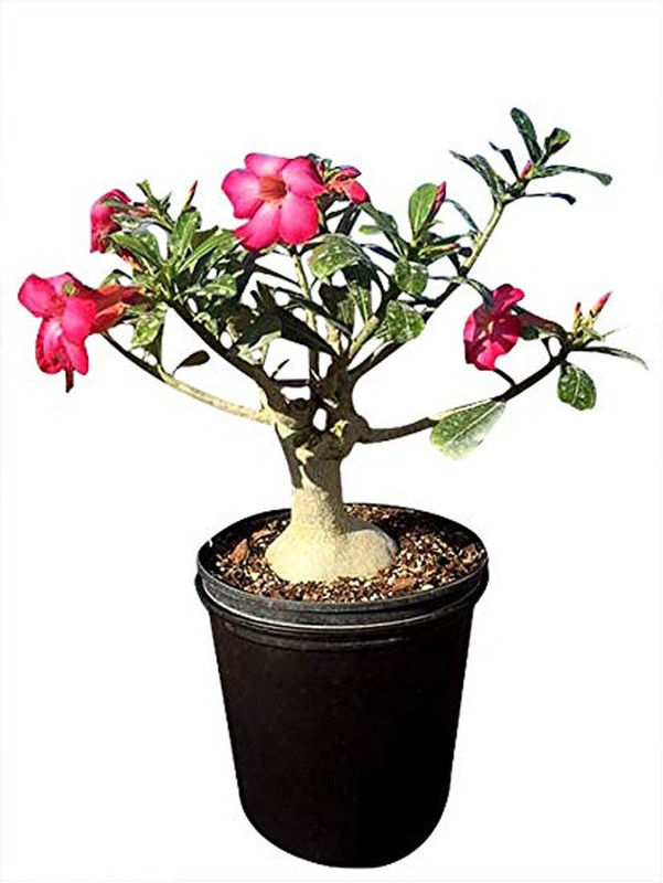 click2wish adenium bonsai Plant(Hybrid, Pack of 1, Flower)
