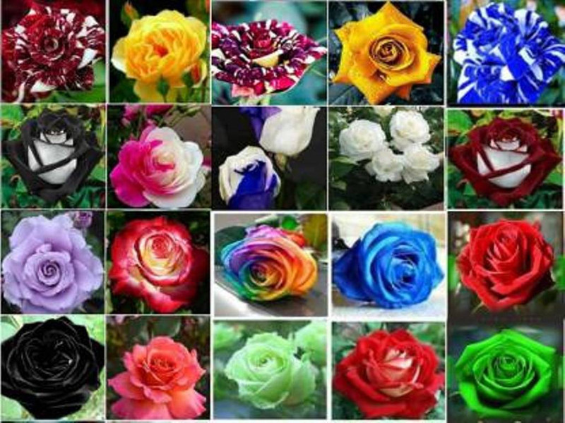priyathams Imported Rare 20 Types of ROSE FLOWER PLANT Seed(50 per packet)