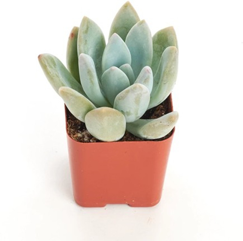 click2wish graptoveria 'Pik Ruz' secculent plant Plant(Hybrid, Pack of 1, Succulent)
