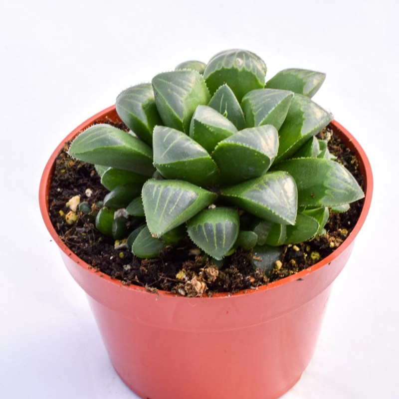 click2wish haworthia secculent secculent plant Plant(Hybrid, Pack of 1, Succulent)