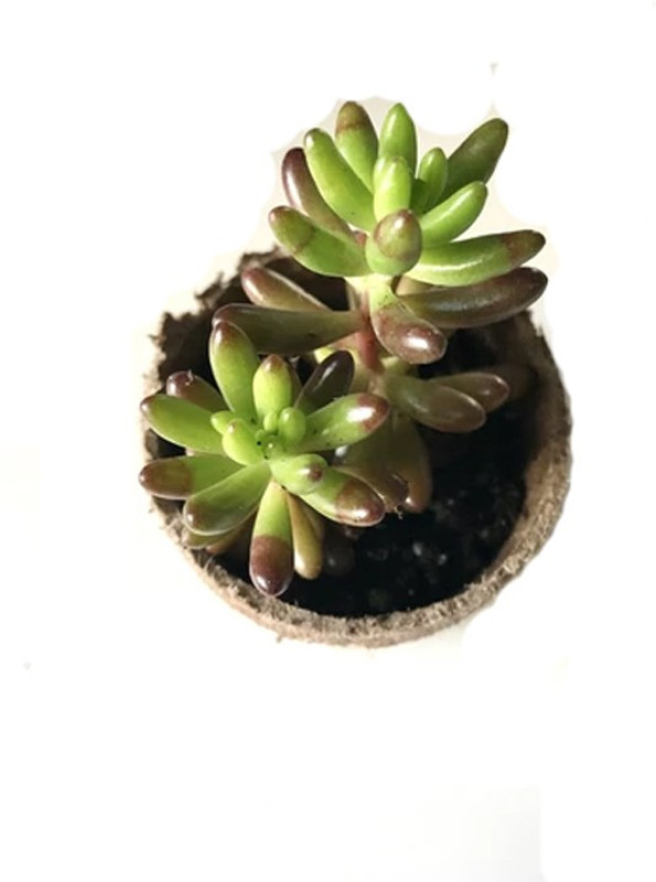 click2wish sedum rubrotinctum secculent plant Plant(Hybrid, Pack of 1, Succulent)