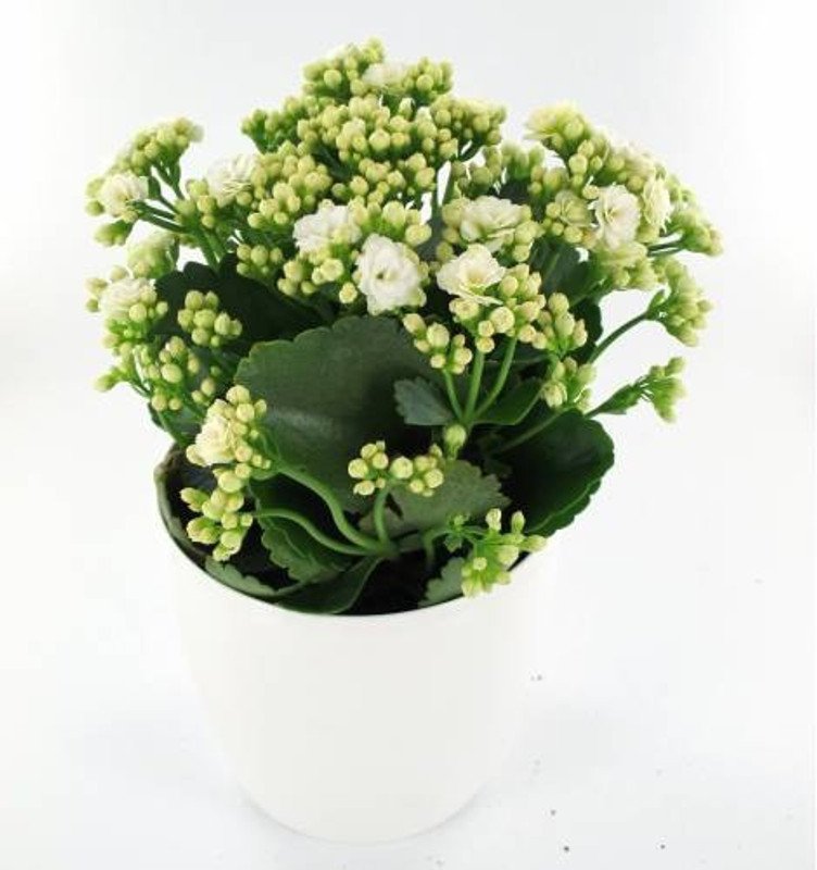 click2wish Live Kokedama Kalanchoe Succulent Plant in pot Plant(Hybrid, Pack of 1, Flower)