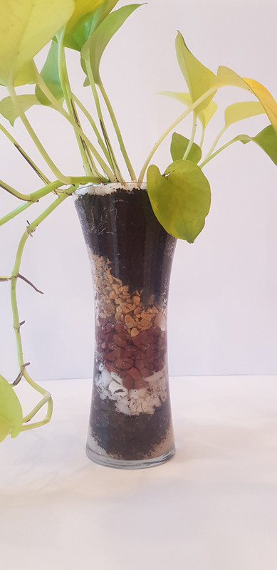 click2wish Money plant with big glass pot Plant(Hybrid, Pack of 1, Foliage)