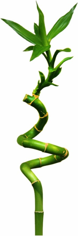 water heaven spiral or dancing green lucky bamboo stick 1 Plant(Pack of 1, Bamboo)