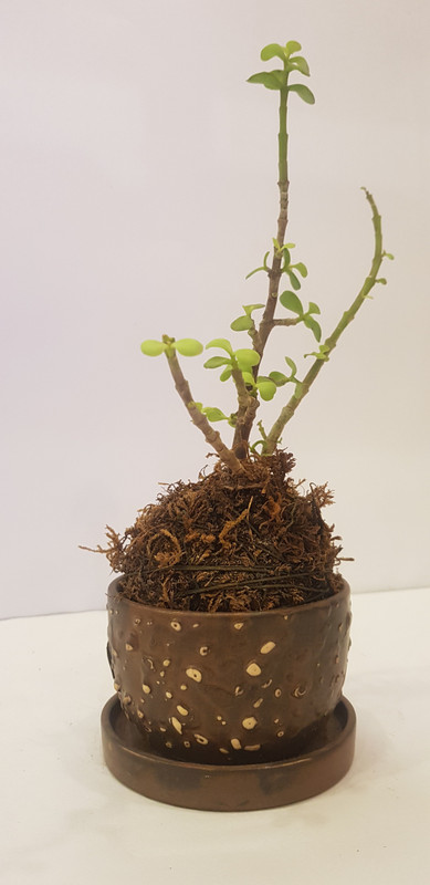 click2wish jade plant in kokedama with pot_11 Plant(Hybrid, Pack of 1, Foliage)