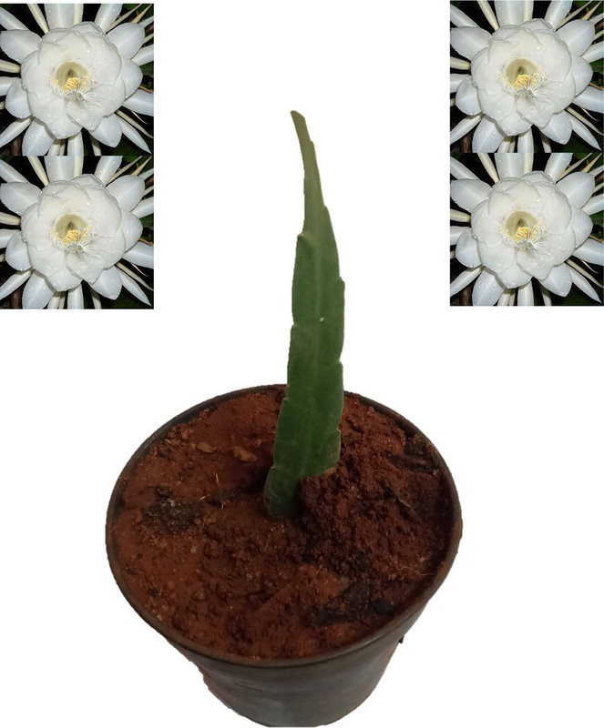 zooqa Brahma kamal Plant(Pack of 1, Flower)