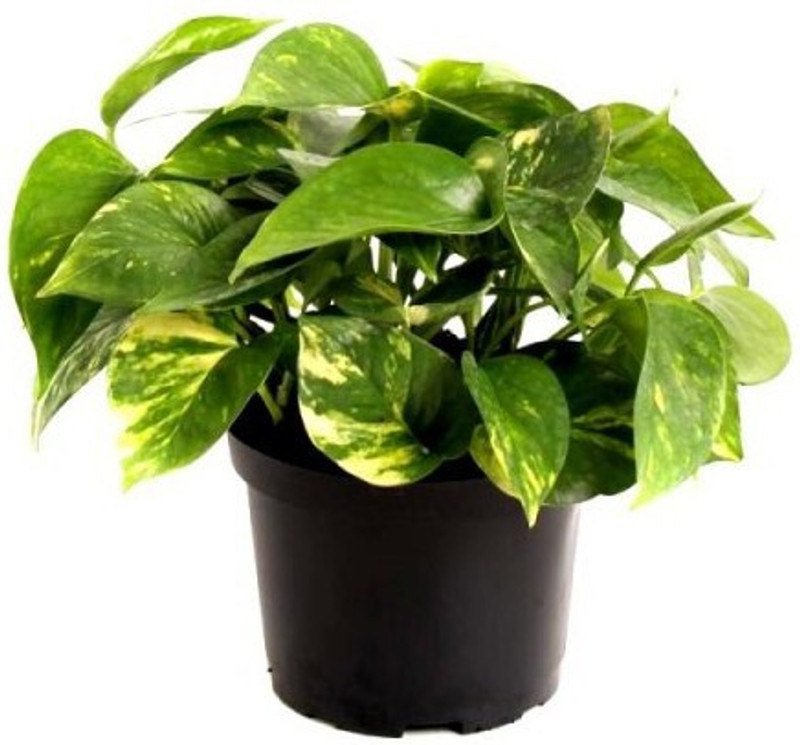 water heaven Air Purifying pothos Money Plant with imported pot Plant(Pack of 1, Foliage)