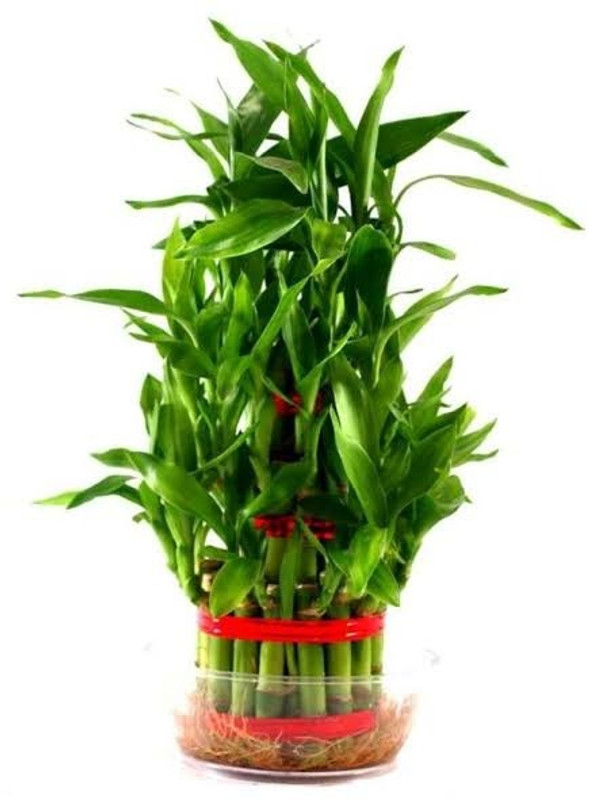 water heaven lucky bamboo tree Plant(Pack of 1, Bamboo)