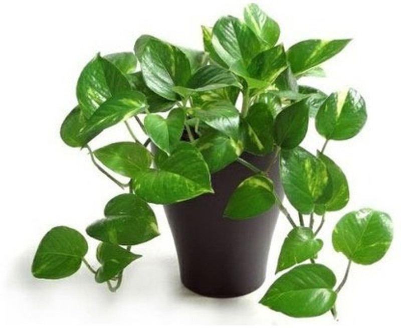 zooqa Live Green Money Plant - Pothos Plant (with POT) Plant(Hybrid, Pack of 1, Foliage)