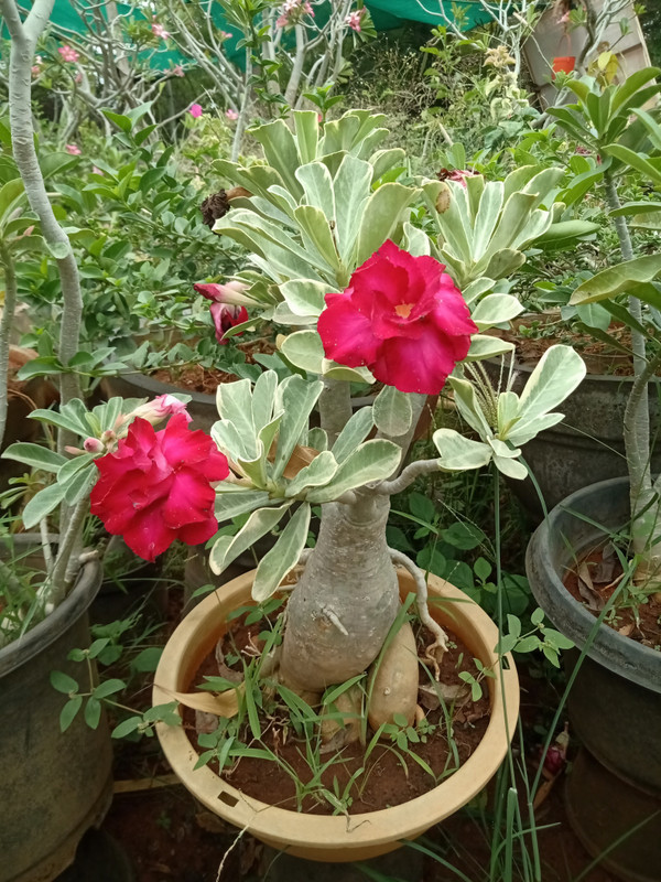 zooqa THE BONSAI PLANTS Beautiful Adenium Dessert Red Plant Plant(Hybrid, Pack of 1, Bonsai)
