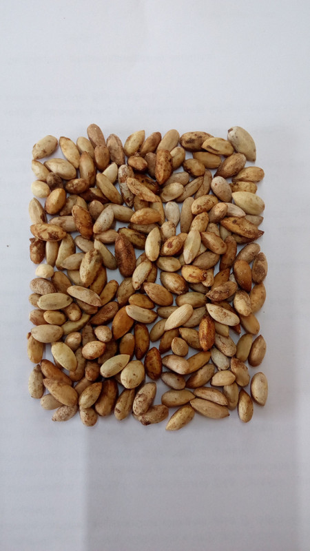 star quick links Human Birds - BRANDED NEEM SEEDS - (NEEM TREE SEEDS, VEPA GINJALU TREE SEEDS, AZADIRACHTA INDICA TREE SEEDS), Pack of 100 grams Seed(200 per packet)