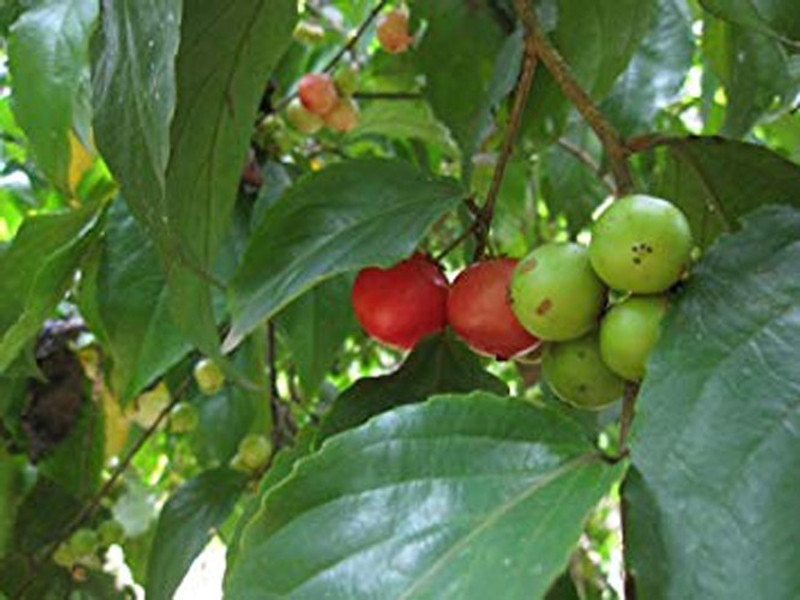 Buy Trothic Gardens Rare Loobi/Flacourtia jangomas Indian coffee plum (lubica/lovlolika) Kerala