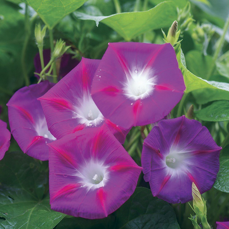 ipomoea party dress Burpee seeds