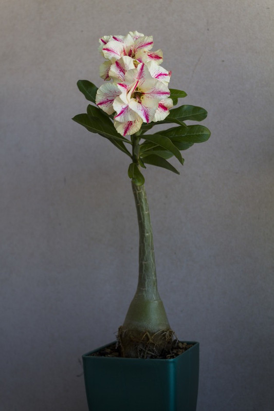 click2wish bonsai adenium plant Plant(Pack of 1, Foliage)
