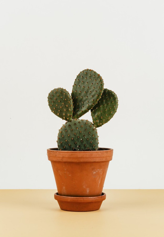 click2wish Good luck Nagfani Cactus Plant, Prickly Pear Live Plant Plant(Pack of 1, Succulent)