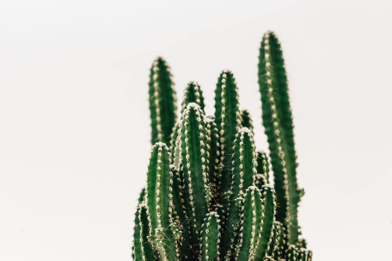 click2wish Good luck Nagfani Cactus Plant, Prickly Pear Live Plant Plant(Pack of 1, Succulent)