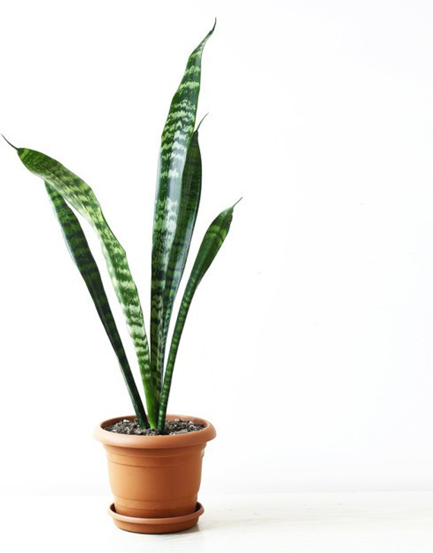 click2wish golden pathos plant Plant(Pack of 1, Herb)