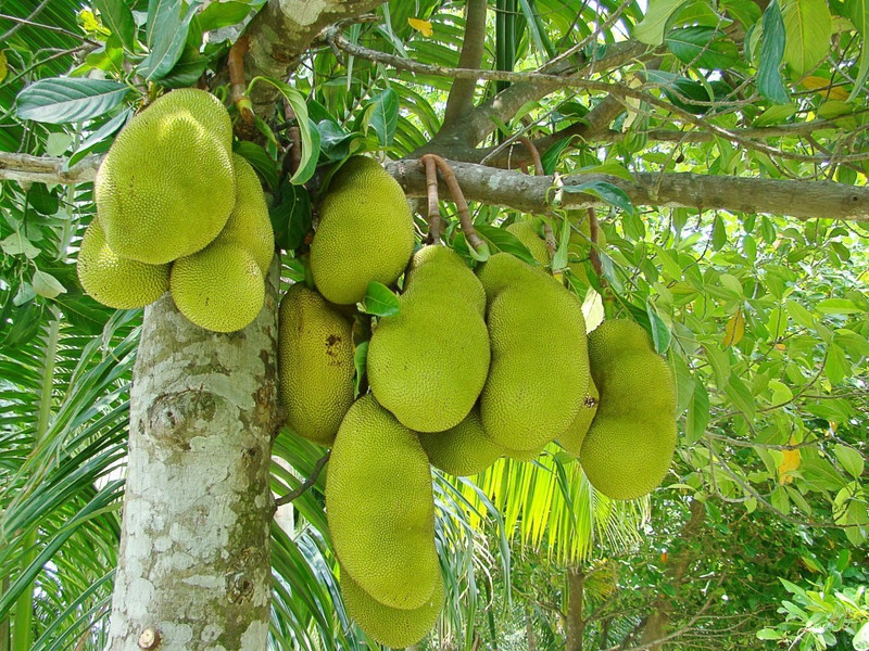 zooqa Jack Fruit Tree Indronesian Variety - ' Dwarf Jackfruit '( with pot)plant Plant(Hybrid, Pack of 1, Fruit)