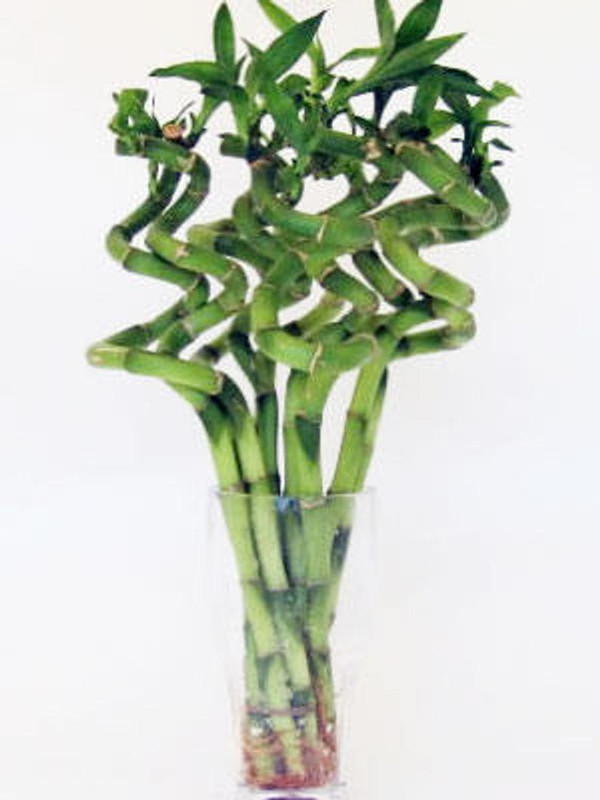 merrow Spiral Bamboo (50 cms) 5 Stick Plant(Pack of 5, Bamboo)