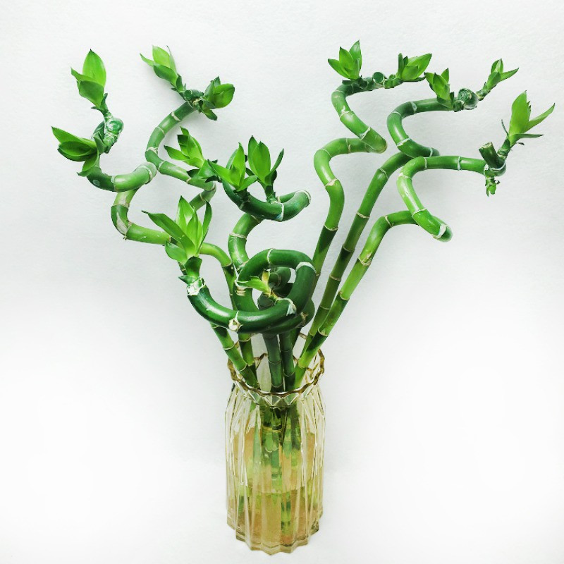merrow Spiral Bamboo (50 cms) 5 Sticks with Pot Plant(Pack of 5, Bamboo)