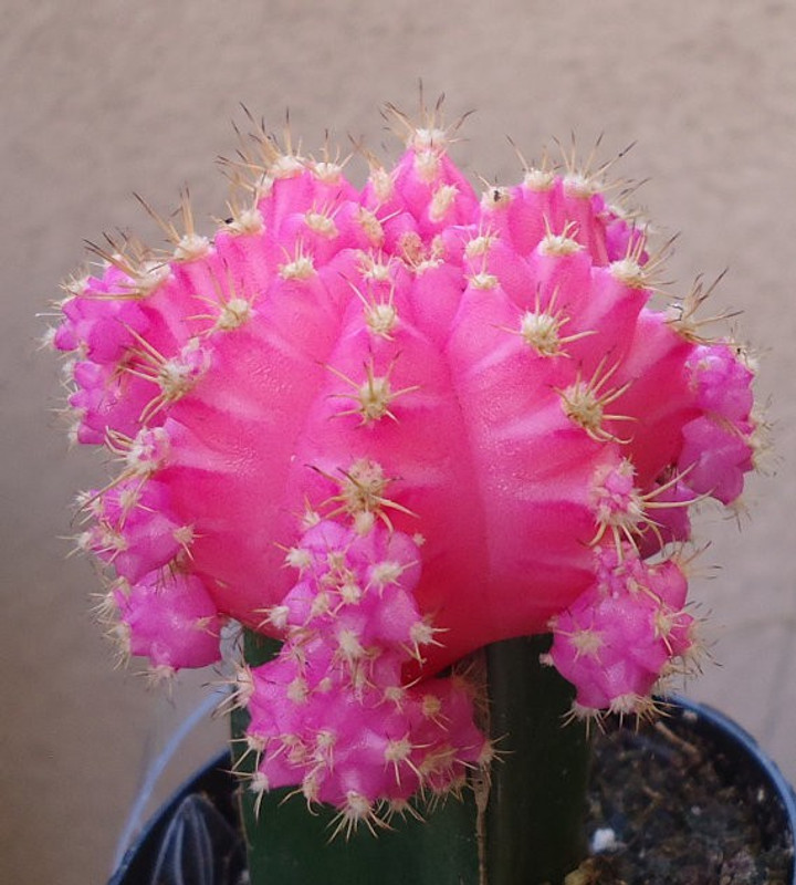 merrow Gymnocalycium mihanovichii (Moon Cactus) Plant(Hybrid, Pack of 1, Bonsai)
