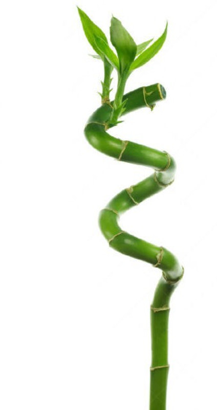 merrow Spiral Bamboo (50 cms) 1 Stick Plant(Pack of 1, Bamboo)