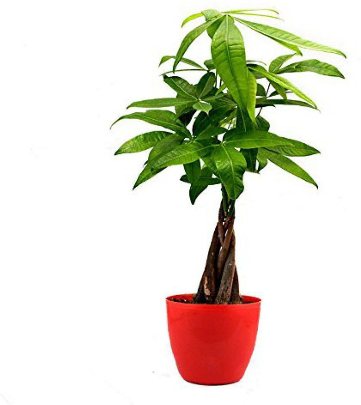merrow Pachira Twisted Money Tree with Red Fibre Pot Plant(Hybrid, Pack of 1, Bonsai)