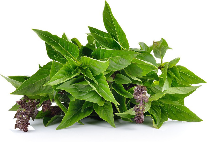 Airex Basil (Thai Basil) Microgreen Seeds - Pack Of AVG 50 - 100 Seeds x 6 Packet Seed(300 per packet)