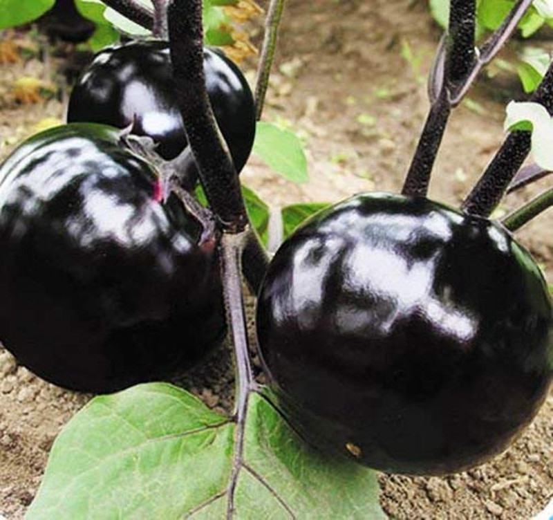 ssplants Eggplant Seeds Seed(30 per packet)