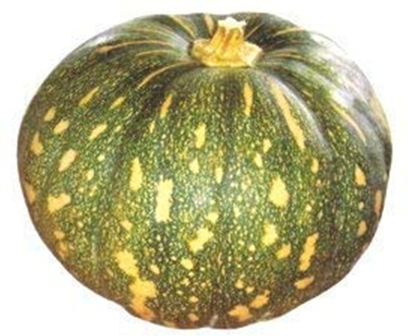 ssplants Pumpkin Seed(20 per packet)