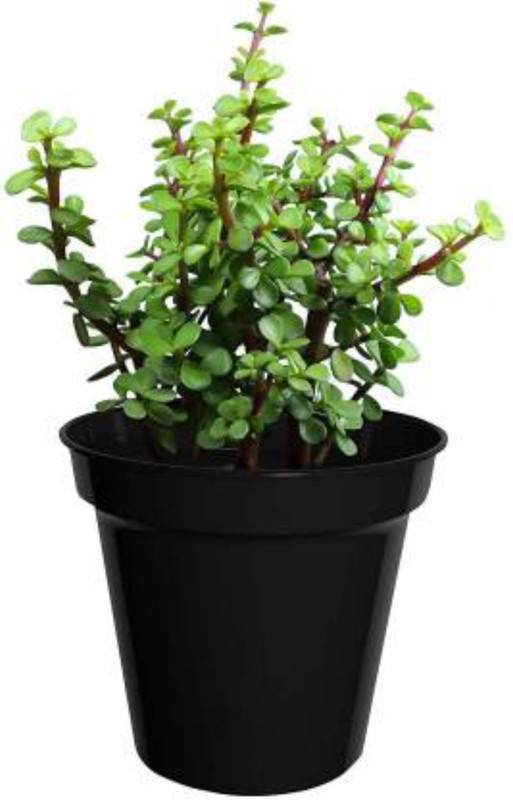 urban rules Jade Plant (Lucky Plant) Plant(Hybrid, Pack of 1, Foliage)
