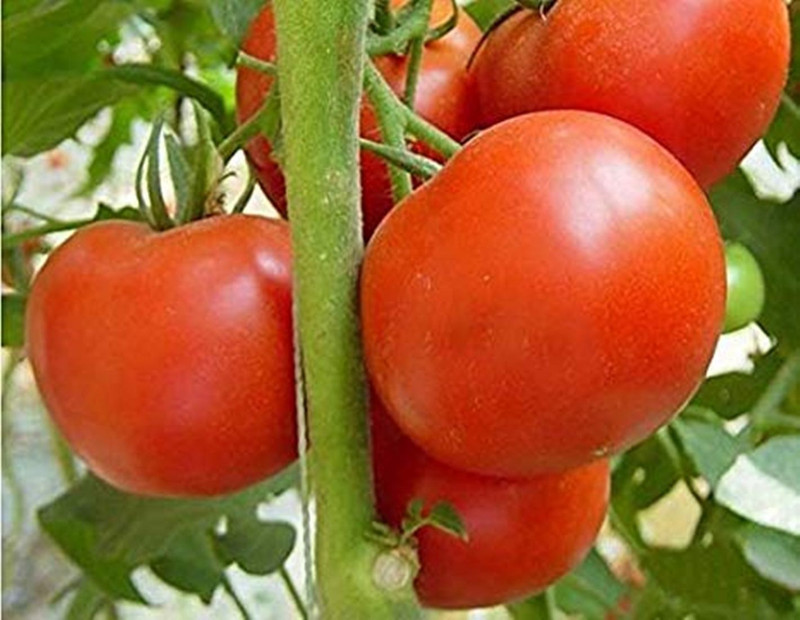 ssplants F1 Variety Tomato Seeds Seed(30 per packet)