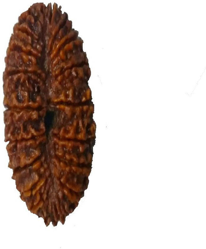 om rudraksha 21 mukhi rudraksha Wood