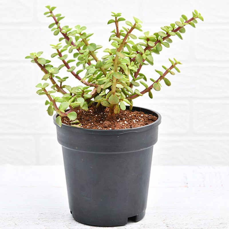 urban rules Jade Plant (Lucky Plant) Plant(Hybrid, Pack of 1, Foliage)