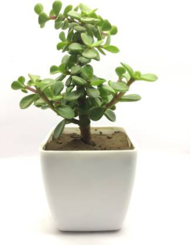urban rules Jade Plant (Lucky Plant) Plant(Hybrid, Pack of 1, Foliage)