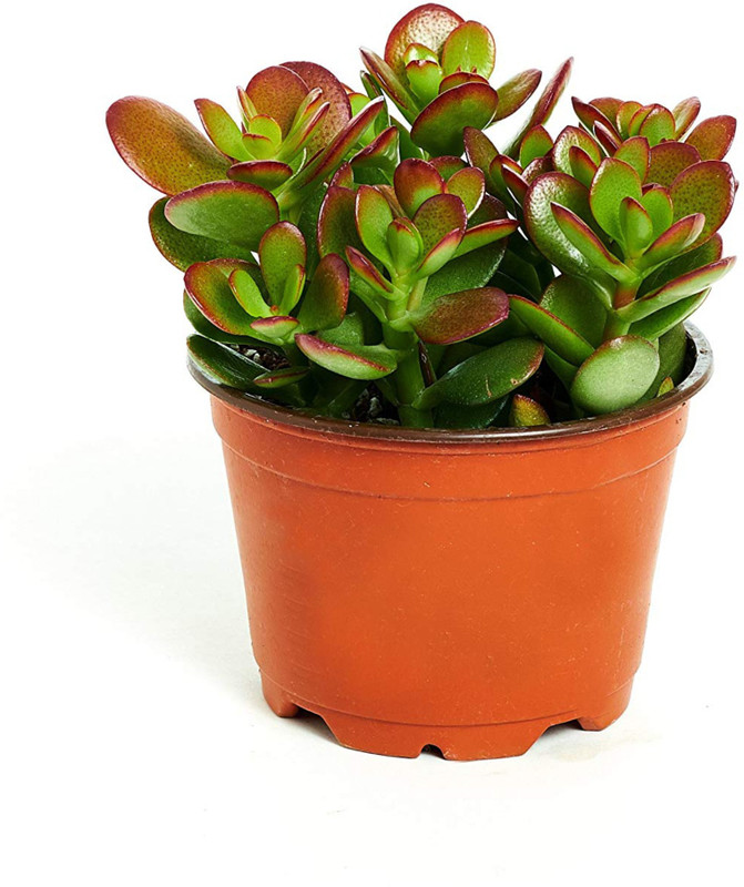 urban rules Jade Plant (Lucky Plant) Plant(Hybrid, Pack of 1, Foliage)