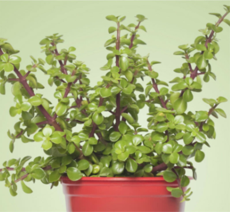 urban rules Jade Plant (Lucky Plant) Plant(Hybrid, Pack of 1, Foliage)