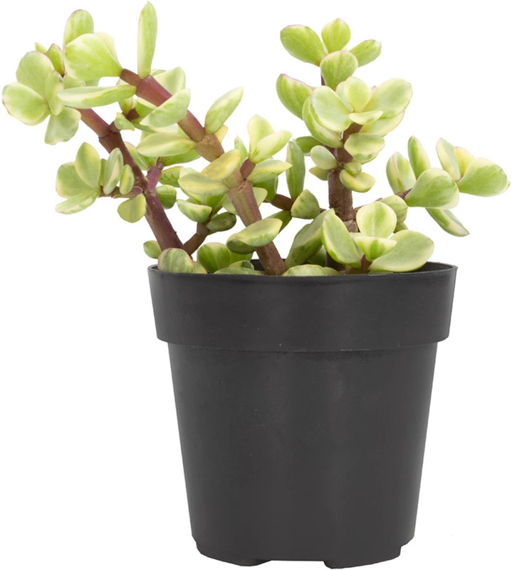 urban rules Jade Plant (Lucky Plant) Plant(Hybrid, Pack of 1, Foliage)
