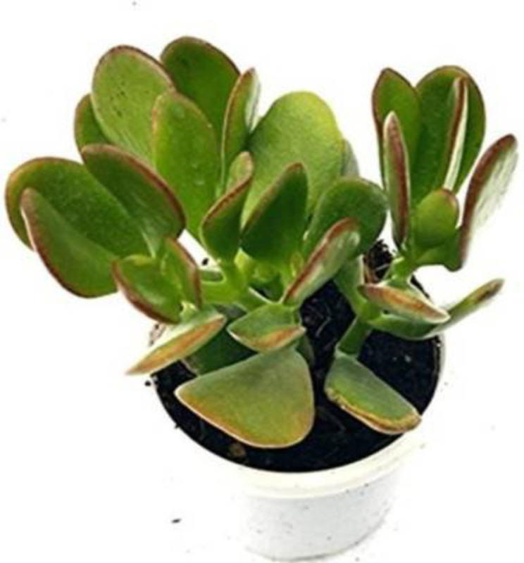 urban rules Jade Plant (Lucky Plant) Plant(Hybrid, Pack of 1, Foliage)