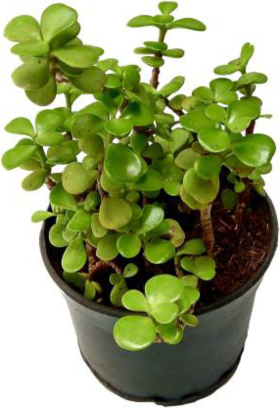 urban rules Jade Plant (Lucky Plant) Plant(Hybrid, Pack of 1, Foliage)