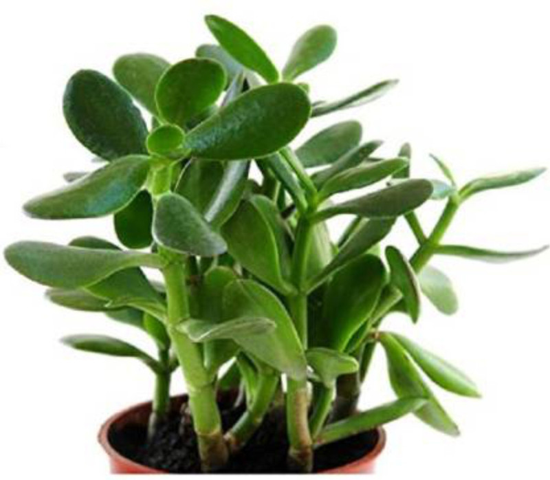 urban rules Jade Plant (Lucky Plant) Plant(Hybrid, Pack of 1, Foliage)