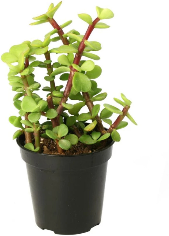 urban rules Jade Plant (Lucky Plant) Plant(Hybrid, Pack of 1, Foliage)