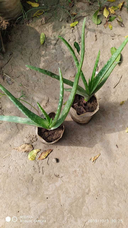 maan organic farms Aloe Vera Plant 1.5 ft Plant(Hybrid, Pack of 2, Fruit)