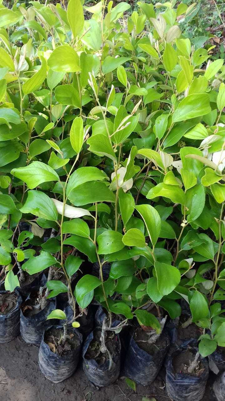 maan organic farms Green apple ber plant grafted 1.5 ft Plant(Hybrid, Pack of 1, Fruit)