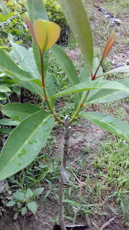 maan organic farms jamun plant grafted ( thailand) 2 ft Plant(Hybrid, Pack of 1, Fruit)